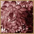 Quadro Florais C/ Vidro - 63x63xcm - Top Art - 2.4 - SR 1