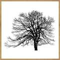 Quadro Paisagens C/ Vidro 63x63cm - Top Art - 2.4 - SR 1
