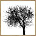 Quadro Paisagens C/ Vidro 63x63cm - Top Art - 2.4 - SR 2