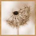 Quadro Florais C/ Vidro – 73x73xcm – Top Art – 3.1 – SR 1